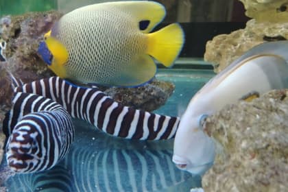 Port Dickson Ornamental Fish Centre